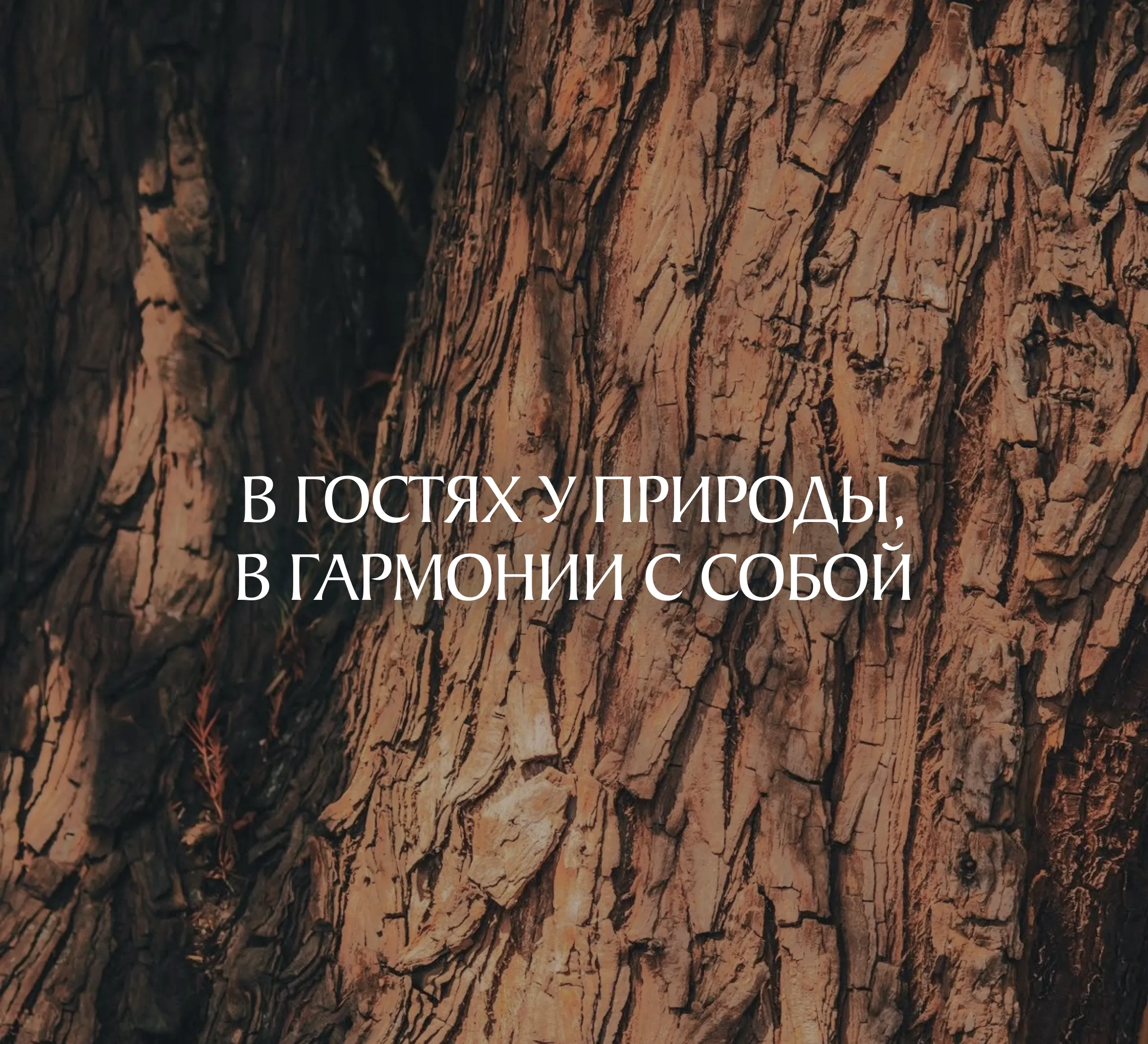 Белолесье — проект 10